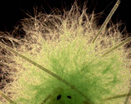 najstarija skupina fotoautotrofnih organizama na Zemlji (prekambrij - tri milijarde godina) modrozelene alge ili Cyanophyta ili Cyanobacteria s bakterijama i proklorobakteri bakterijama pripadaju
