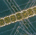 Prazelene alge Net plankton ili mrežni plankton >20 μm Nanoplankton