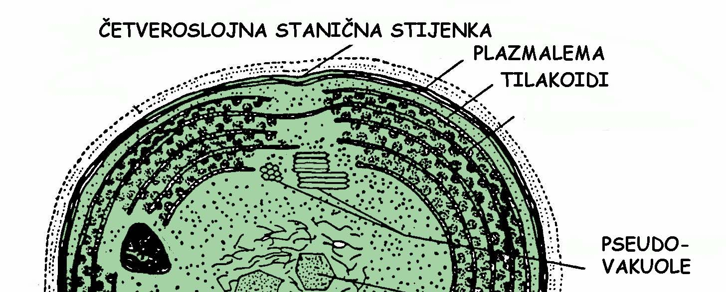 POLIFOSFATNA TJELEŠCA ili VOLUTINSKA ZRNCA (0,5 do 2 μm; polifosfatne granule (skladištenje fosfata).