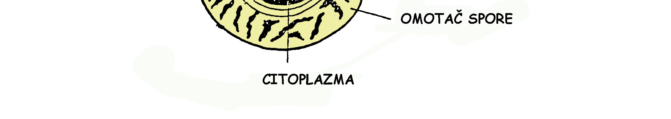 zrncima) raspored tilakoida kao i u vegetativnim stanicama, a količina ina DNK je 20-30