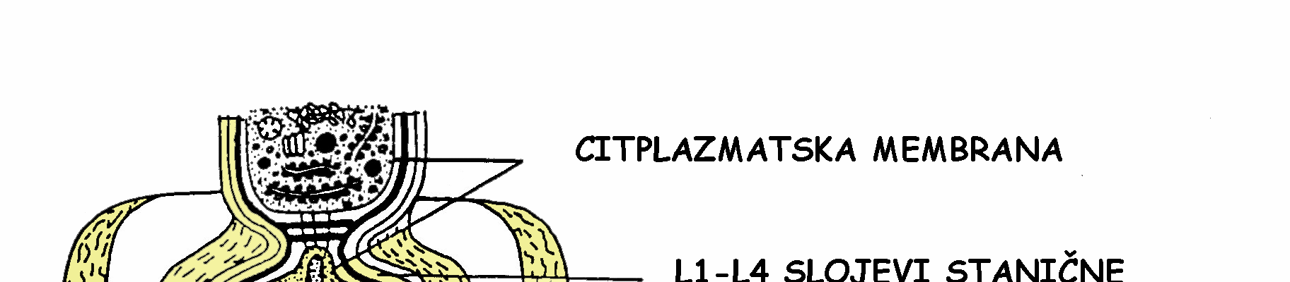 HETEROCISTA mogu fiksirati slobodni dušik iz atmosfere (sinteza bjelančevina evina) utvrđeno oko 120