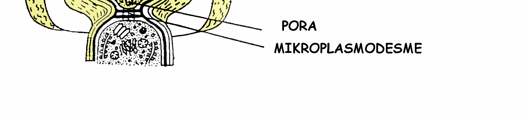 Nastaju diobom vegetativnih stanica (stjenka u području citoplazmatskih konektiva zadeblja).