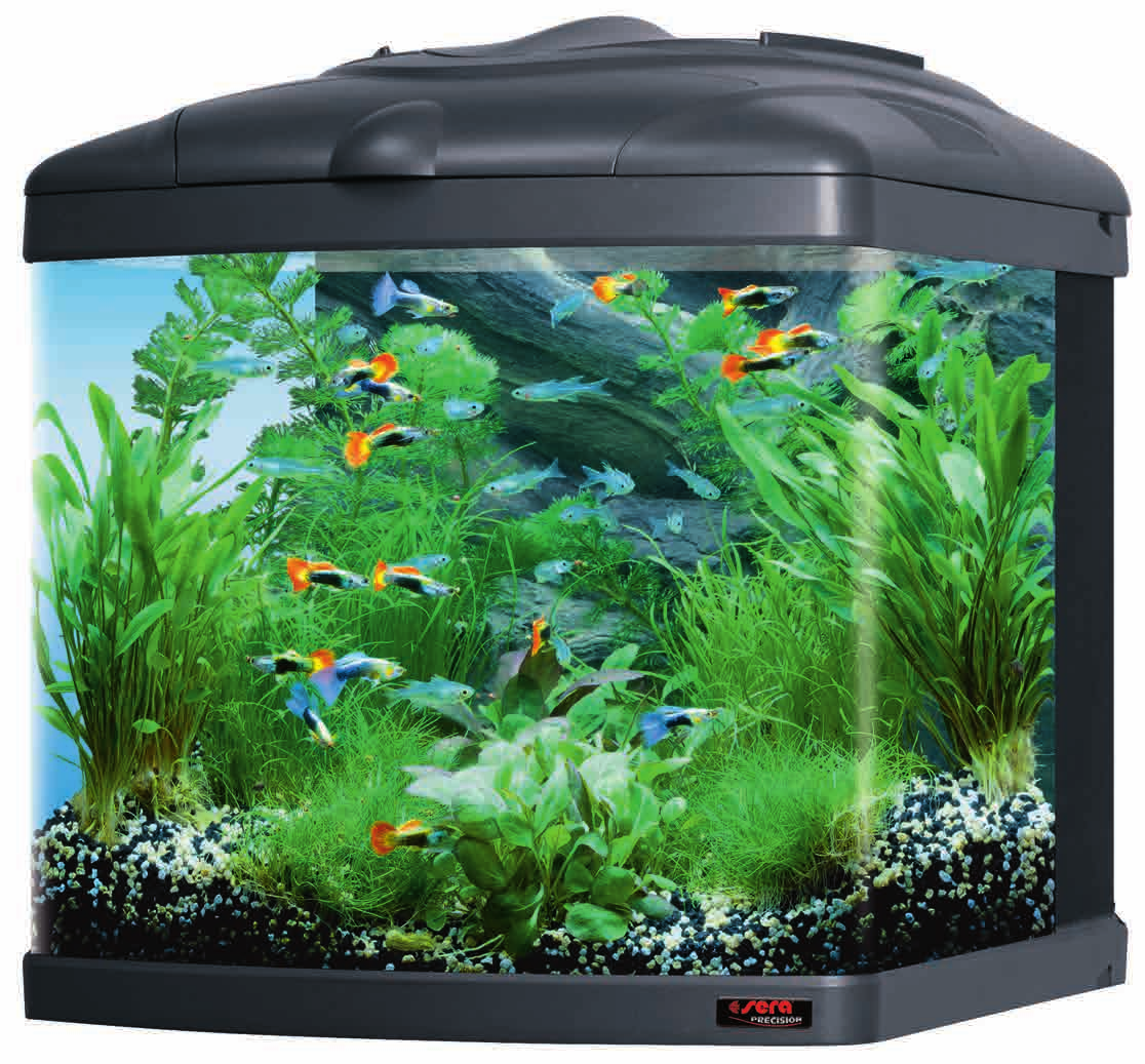 sera Biotop Nano Cube 0 (No. ) Τα ζωοτόκα Guppies βρίσκονται ανάμεσα στις πιο δημοφιλείς επιλογές ψαριών λόγω της δραστήριας κολυμβητικής συμπεριφ οράς και των υπέροχων χρωμάτων τους.