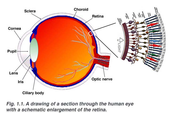 Η ανθρώπινη όραση Ο αμφιβληστροειδής αποτελείται από πολλαπλά
