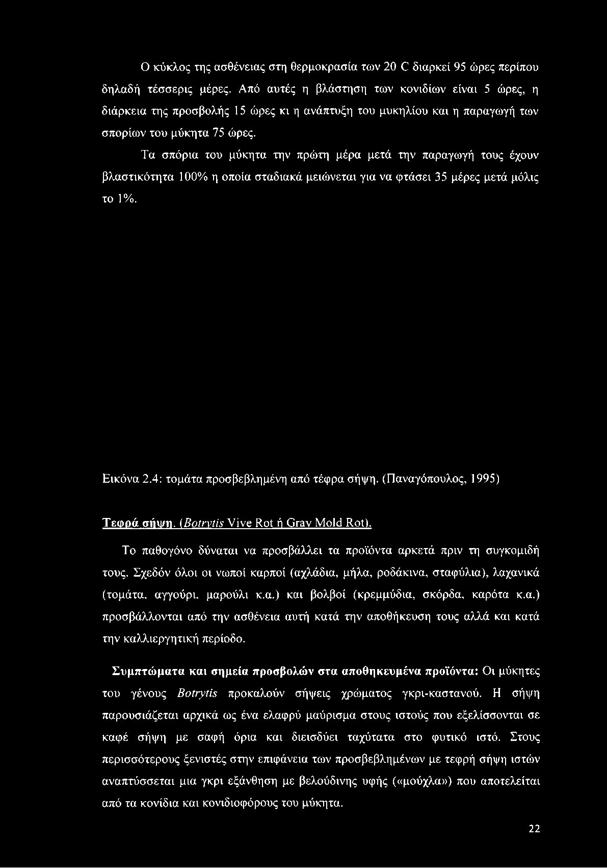 Τα σπόρια του μύκητα την πρώτη μέρα μετά την παραγωγή τους έχουν βλαστικότητα 100% η οποία σταδιακά μειώνεται για να φτάσει 35 μέρες μετά μόλις το 1%. Εικόνα 2.4: τομάτα προσβεβλημένη από τέφρα σήψη.