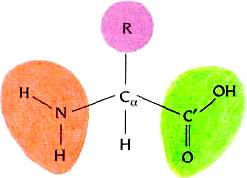 αμινομάδα amino group α άνθρακας