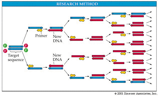Αλυσιδωτή αντίδραση πολυμεράσης (PCR) H παραγωγή πολυάριθμων αντιγράφων μιας αλληλουχίας DNA επιτυγχάνεται: 1.