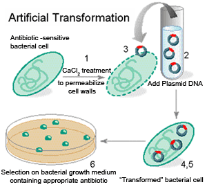 Μετασχηματισμός βακτηρίων Για να μπορέσουν τα βακτήρια να μετασχηματιστούν, πρέπει: o να είναι κατάλληλα δηλαδή