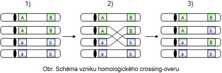 Genetické termíny Rekombinácia (crossing-over) prebieha v profáze I.