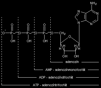 Polynukleotidy