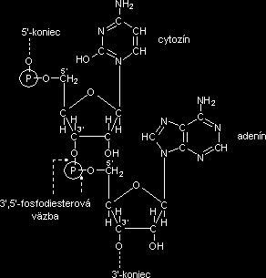 4 = nukleotid