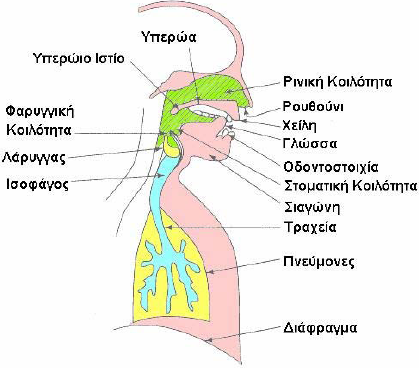 Σχήμα 1.1: Μηχανισμός Παραγωγής Ανθρώπινης Ομιλίας Η παραγωγή της ομιλίας ξεκινά με την εκπνοή αέρα από τους πνεύμονες, ο οποίος μέσω της τραχείας προωθείται στο υπόλοιπο φωνητικό σύστημα.