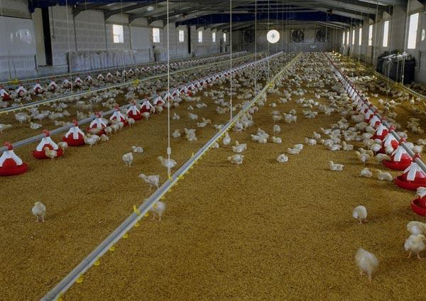 ΤΠΟΤΡΓΔΗΟ ΑΓΡΟΣΗΚΖ ΑΝΑΠΣΤΞΖ ΚΑΗ ΣΡΟΦΗΜΩΝ MINISTRY OF RURAL DEVELOPMENT