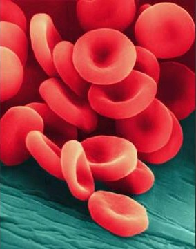 Ερυθρά αιμοσφαίρια Απύρηνα, περιέχουν αιμοσφαιρίνη (ζωηρό ερυθρό χρώμα).
