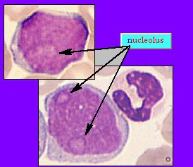 Μυελοβλάστη Κύτταρο μεγάλο (15 20 μm) Στρογγυλός ή ωοειδής πυρήνας καταλαμβάνει σχεδόν όλο το κύτταρο (2 5 πυρήνια, λεπτή κατανομή χρωματίνης) Πρωτόπλασμα:
