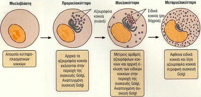 Σχηματική παράσταση που δείχνει τη διαδοχική έκφραση των γονιδίων κατά την