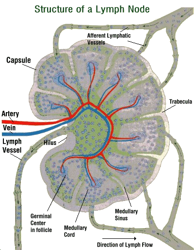 Λεμφαδένες Δευτερογενή ανοσολογικά όργανα Μέγεθος φασολιού, >950 σε αριθμό Φίλτρα λεμφικής κυκλοφορίας Δομή: Κάψα (προσαγωγά λεμφαγγεία) Πύλη (τροφική αρτηρία και απαγωγός φλέβα, απαγωγά λεμφαγγεία)