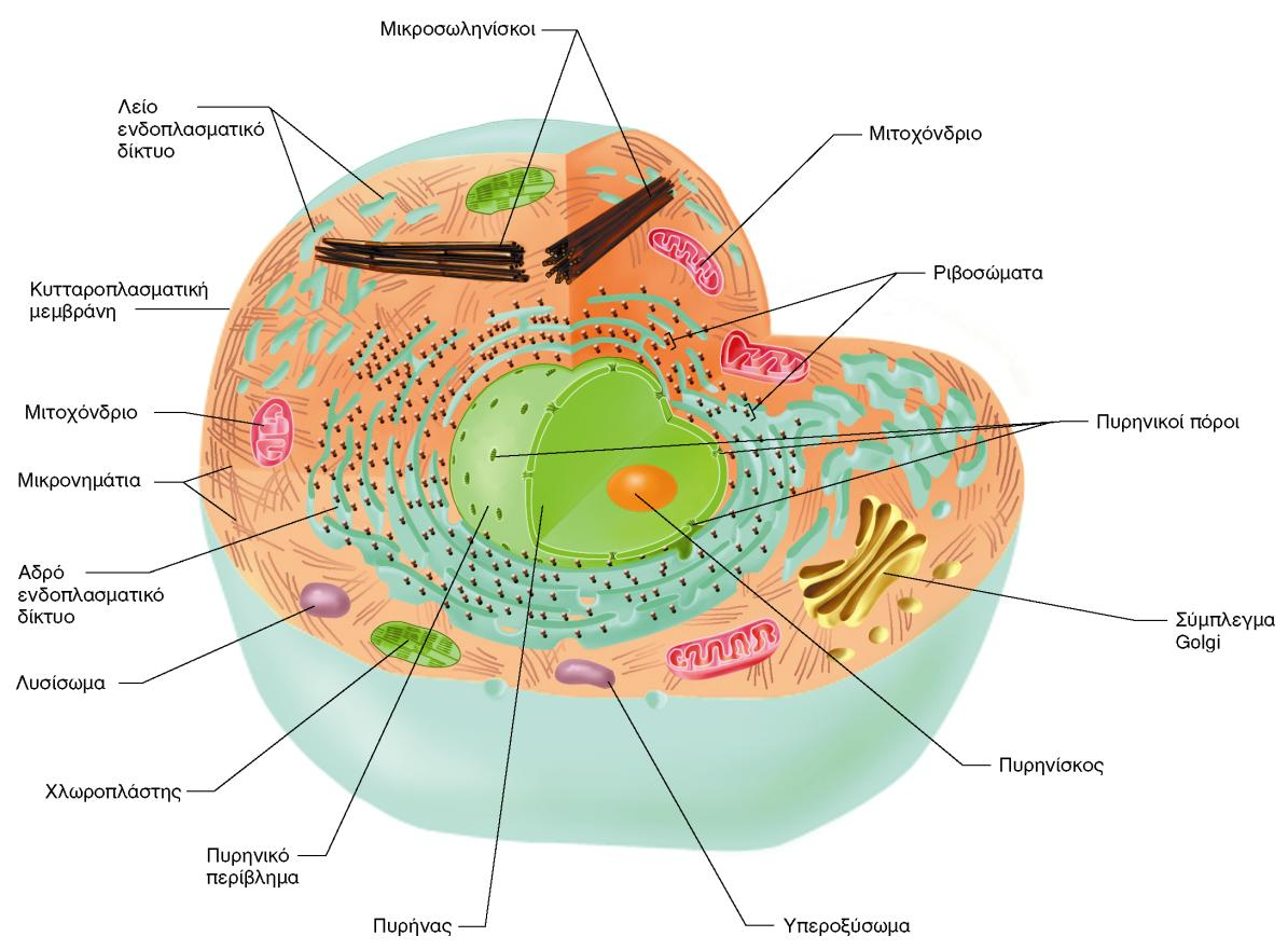 ΑΛΛΑ ΟΡΓΑΝΙΔΙΑ ΚΑΙ ΔΟΜΕΣ ΤΟΥ ΕΥΚΑΡΥΩΤΙΚΟΥ ΚΥΤΤΑΡΟΥ Εικόνα 14.1: Σχηματική απεικόνιση τομής ευκαρυωτικού κυττάρου.