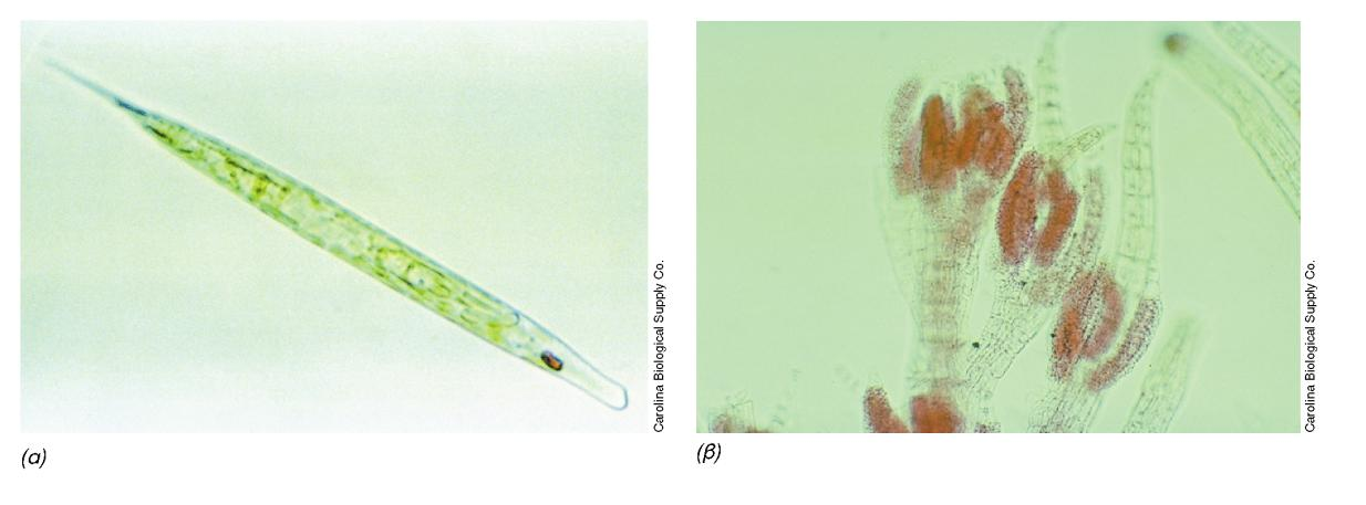 ΠΡΑΣΙΝΑ ΦΥΚΗ Εικόνα 14.27: Άλλα φύκη, εκτός από τα χλωρόφυτα (πράσινα φύκη). (α-β) Φωτογραφίες από οπτικό μικροσκόπιο, (α) Euglena, μέλος των ευγληνοφύτων.