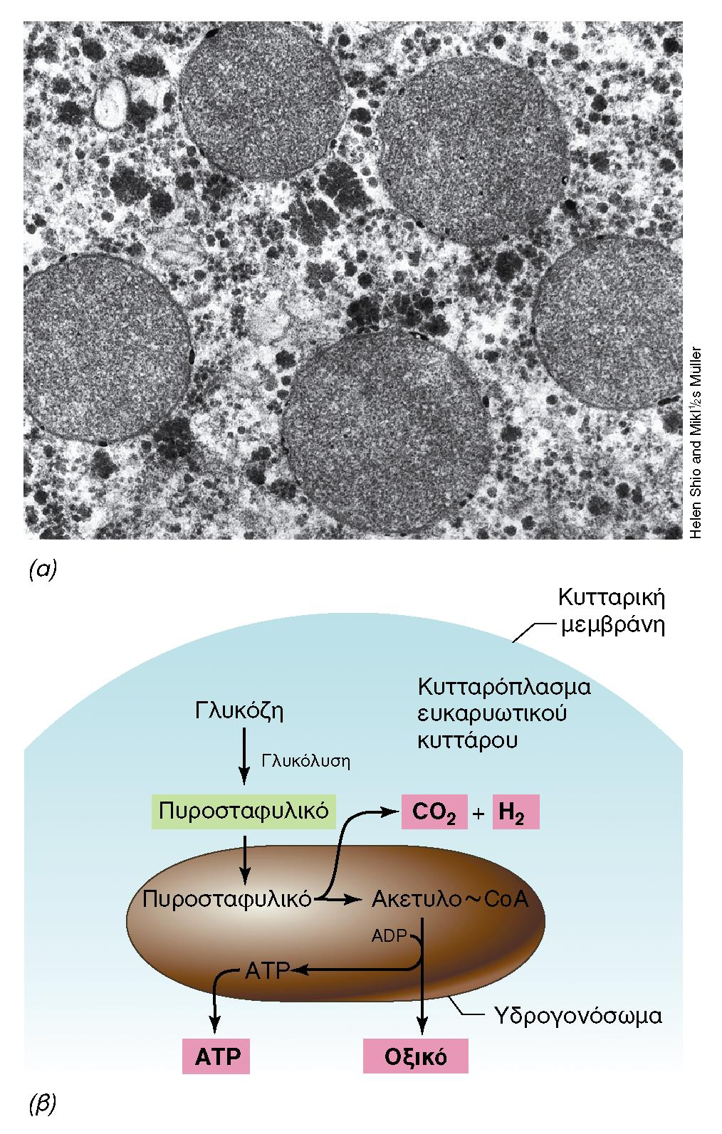 ΥΔΡΟΓΟΝΟΣΩΜΑ Εικόνα 14.4: Υδρογονόσωμα. (α) Ηλεκτρονιακό μικρογράφημα λεπτής τομής κυττάρου του αναερόβιου μαστιγοφόρου Trichomonas vaginalis, όπου φαίνονται πέντε υδρογονοσώματα.