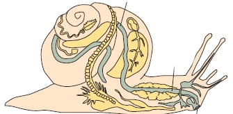 πεπτικός σωλήνας οισοφάγος στόμα Το σαλιγκάρι διαθέτει παχιά χείλη και μια οδοντωτή προεξοχή με την οποία ροκανίζει την τροφή του. Η τροφή προωθείται στον οισοφάγο και στη συνέχεια στο στομάχι.