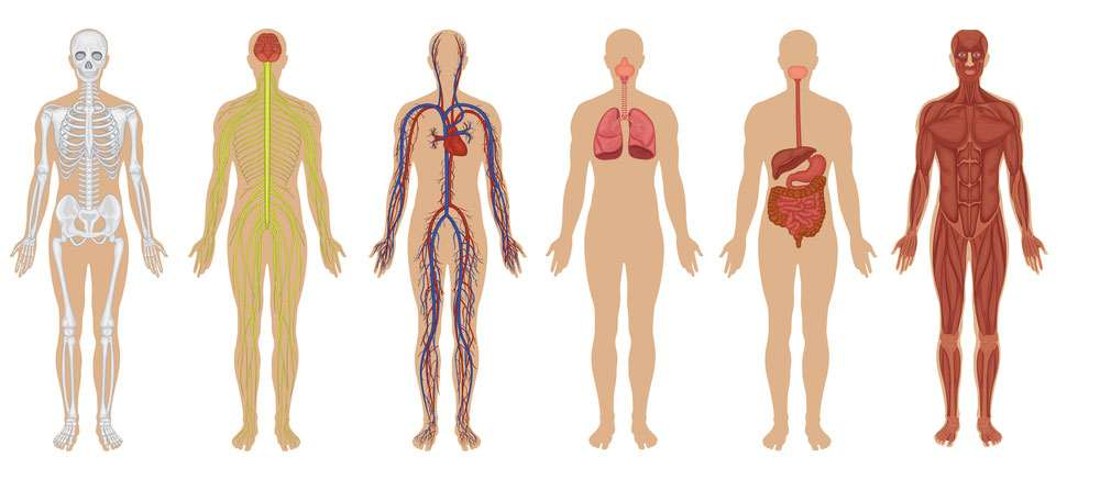 ESP The human body Anatomy