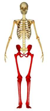 Lower limb (Leg Bones) Pubic symphysis (thigh bone) (shin bone) (καλάμι)
