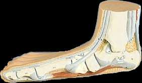 Achilles tendon Fibula Tibia