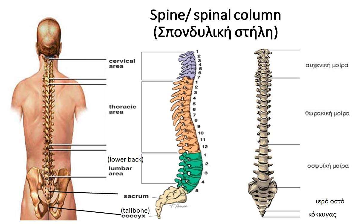 Spine/ spinal column