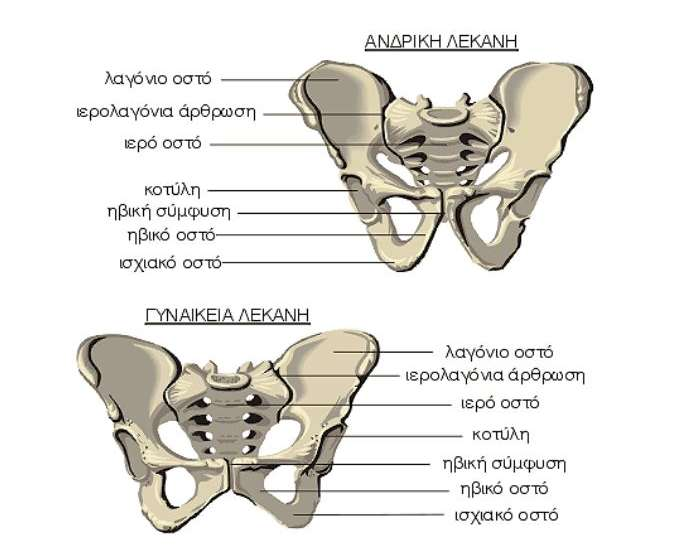 Θυροειδές τρήμα Pelvic