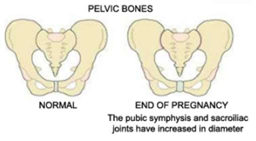 pelvic cavity/ hip