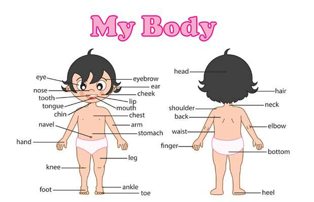 The body