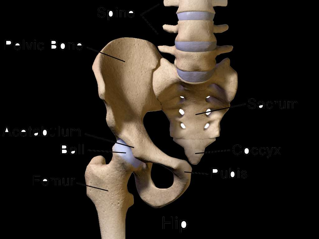 Hip