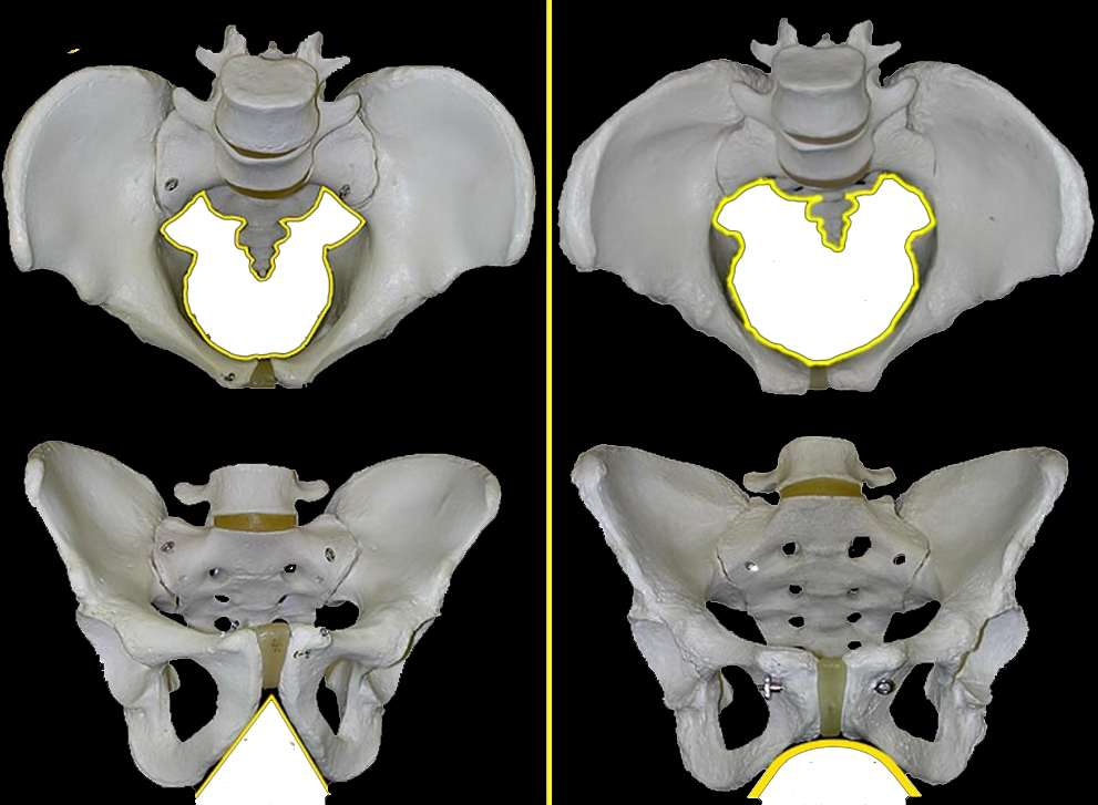 Some Differences The sacrum is long,