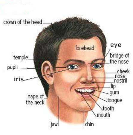 The human
