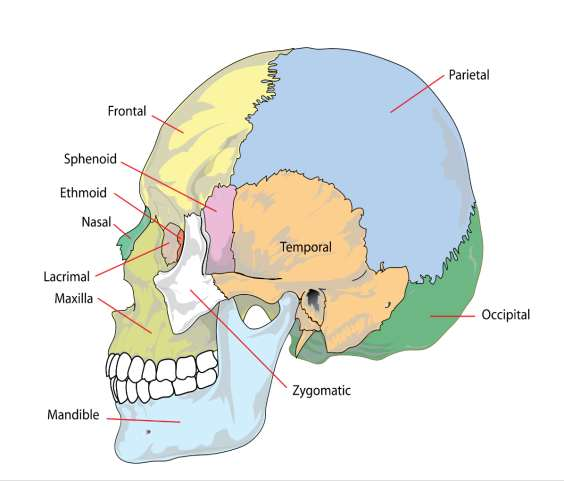 The scull (το κρανίο) Satura ραφή Auditory meatus https://en.wikipedia.org/wiki/file: Human_skull_side_simplified.