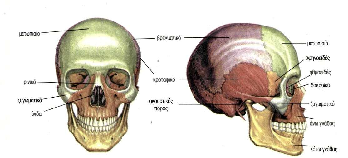 Τhe adult skull is normally made up of 22 bones.