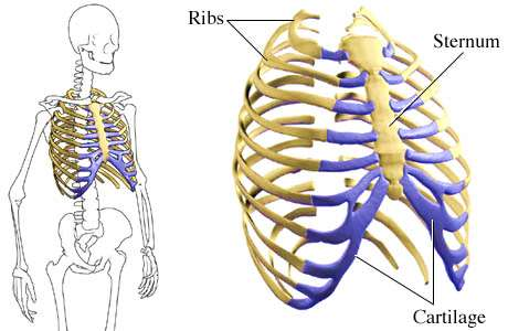 στέρνου Ribs Spine /spaɪn/(backbone) Sternum Cartilage