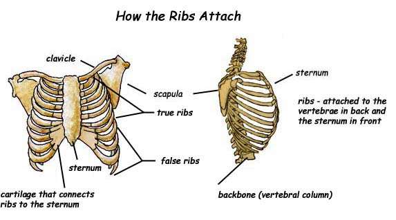 clavicle= κλείδα Scapula= ωμοπλάτη Vertebra =