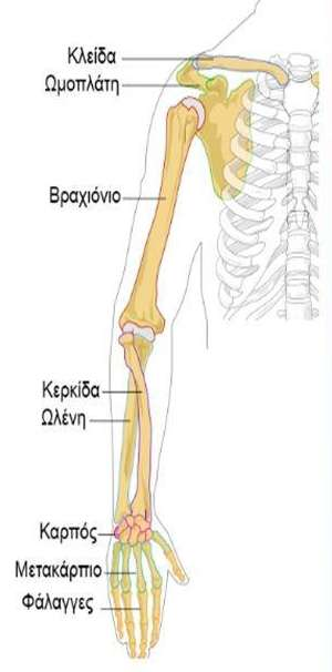 Clavicle/collarbone scapula/shoulder blade upper limb arm bones humeral /ˈhjuːmərəl/ humerus /ˈhjuːmərəs/, Plural: humeri elbow (arm joint) radius (bone in forearm) ulna /ˈʌlnə/ (longer bone of the