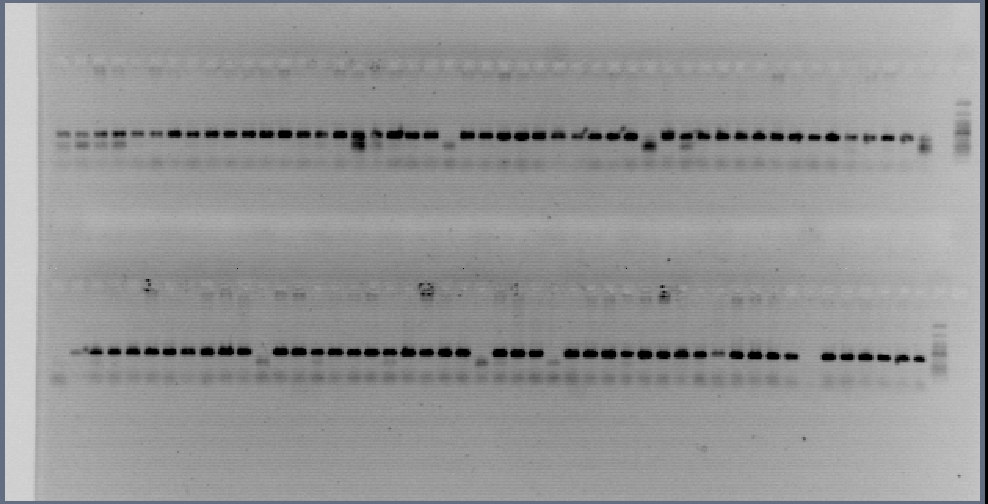 αντιγράφων DNA που προκύπτουν µετά από την αλυσιδωτή αντίδραση της πολυµεράσης