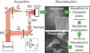 Phase shift images Τα ζωντανά κύτταρα είναι διάφανα μικρή απορρόφηση και εκπομπή φωτός Μεταβολή της φάσης(phase shift) του