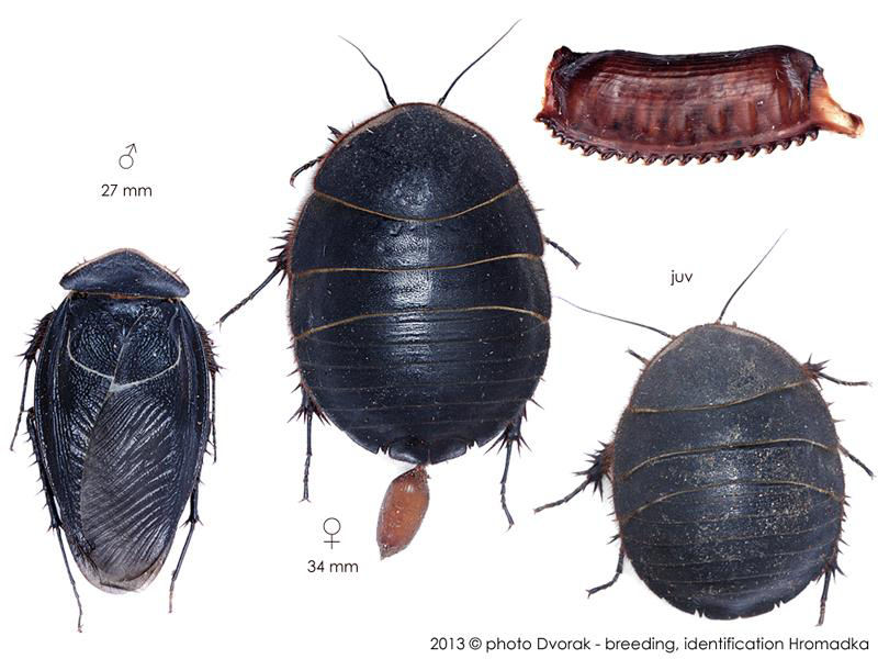 ΟδεέΝPolyphagidae