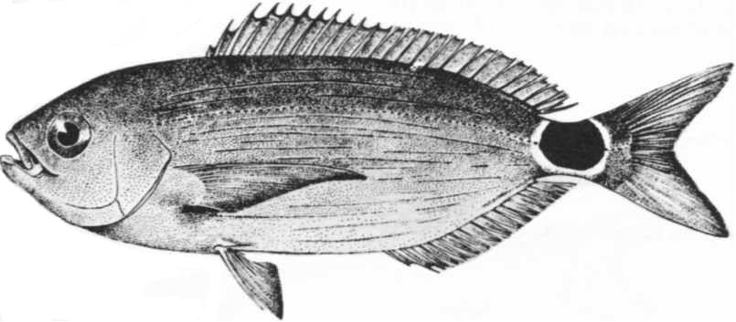 χεία παρόμοια των προηγούμενων ειδών του γένους Diplodus. Oblada melanura, Linnaeus, 1758 Κλάση : Ακτινοπτερυγωτά Τάξη: Perciformes Οικογένεια: Sparidae Ιχθυολογικά χαρακτηριστικά: Σώμα επίμηκες.