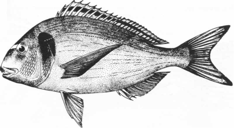 Μήκος μέχρι 40 εκ. Βιότοπος: Παράκτιες περιοχές με βυθούς βραχώδεις φυκιωμένους, (Posidonia sp., Zostera Sp, και Caulerpa Sp.), αμμώδεις και λασπώδεις μέχρι βάθη 70 μ. Είναι κοπαδιάρικο ψάρι.