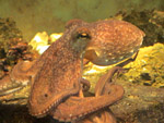Octopus vulgaris, Cuvier, 1797 Κλάση : Κεφαλόποδα Τάξη: Octopoda Οικογένεια: Octopodidae Διακριτικά χαρακτηριστικά: Είναι το γνωστότερο είδος των χταποδιών.