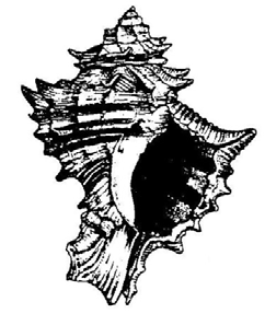 Phyllonotus trunculus, Linnaeus, 1758 Τάξη: Neogastropoda Οικογένεια: Muricidae Διακριτικά χαρακτηριστικά: Όστρακο αδραχτόσχημο, συμπαγές. Το άνοιγμα (μαζί με το κανάλι) είναι πιο μακρύ από τη σπείρα.