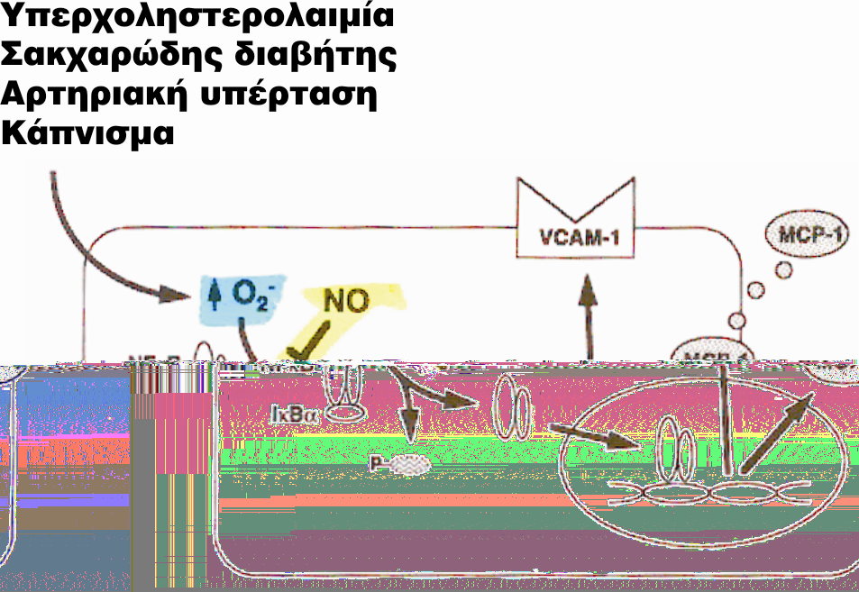 To NO αναστέλλει αυτήν την αθηρογόνο διαδικασία, αφενός μεν εξουδετερώνοντας τις ελεύθερες ρίζες οξυγόνου αφετέρου δε επάγοντας τη μεταγραφή και τη δραστικότητα της πρωτεΐνης ΙκΒα και μειώνει έτσι