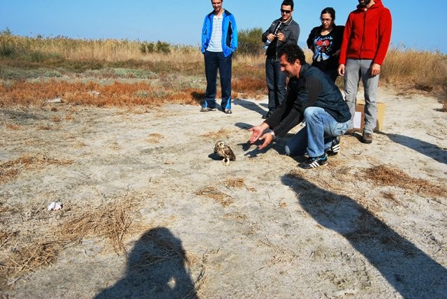 Σελίδα 4 Απελευθέρωση Βαλτόμπουφου (Asio flammeus) στο Εθνικό Πάρκο ΑΜΘ Ένα από τα πιο σπάνια είδη Κουκουβάγιας, ένα νεαρό θηλυκό Βαλτόμπουφο (Asio flammeus), είχαν την τύχη να απελευθερώσουν το