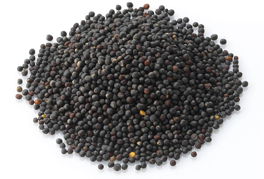 (Coriander), Cynara cardunculus L.